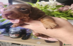 Miniature Dachshund dogs for sale: Chocolate and Tan mini dachshund  - Image 33