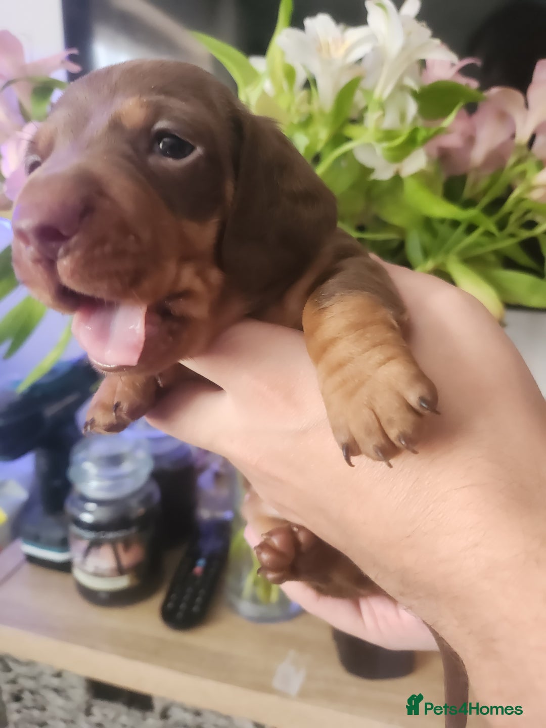 Miniature Dachshund dogs for sale: Chocolate and Tan mini dachshund  - Image 33