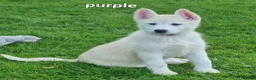Huskita dogs for sale: Akita/husky pups in Sunderland - Advert 2