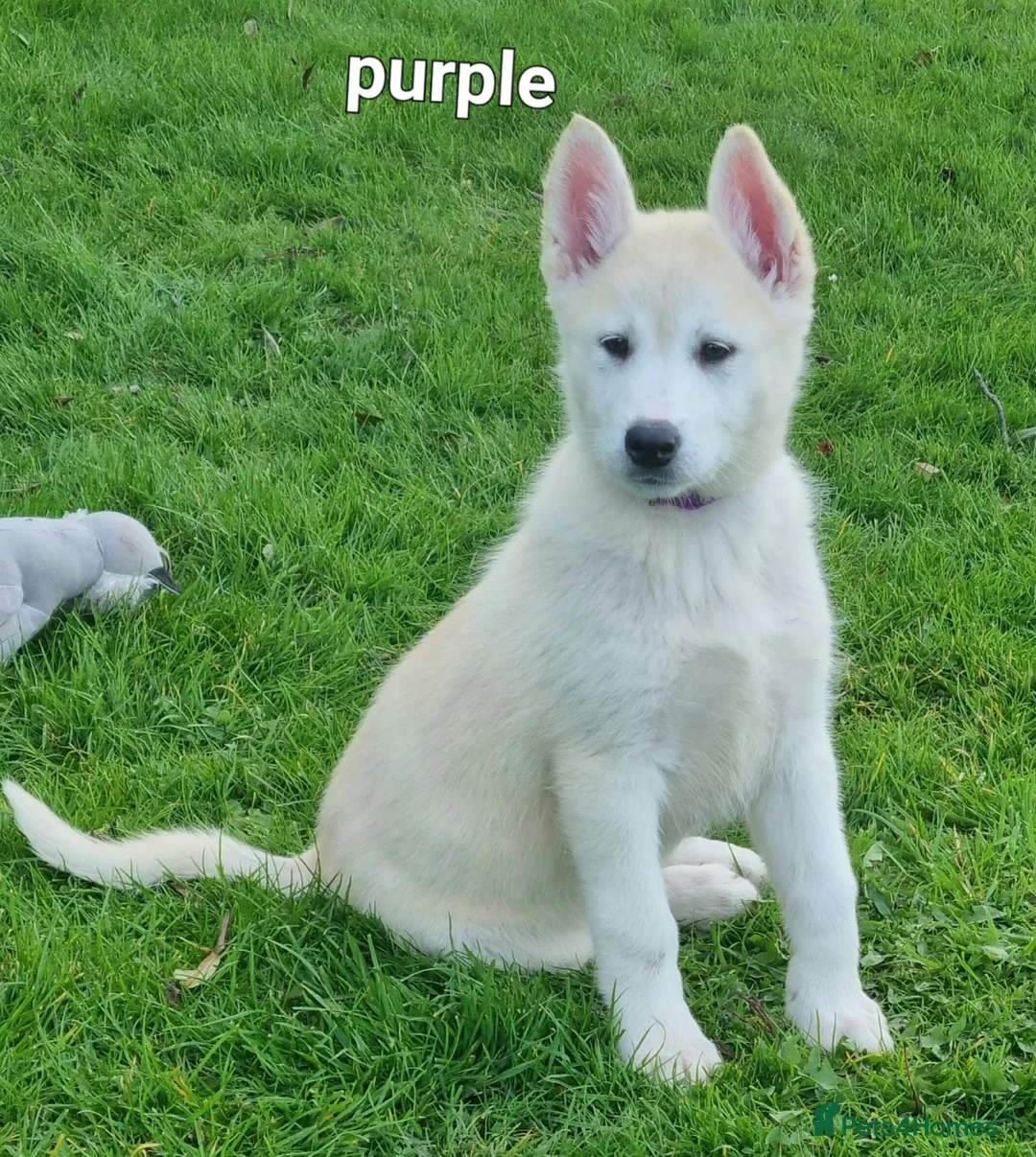 Huskita dogs for sale: Akita/husky pups in Sunderland - Advert 2
