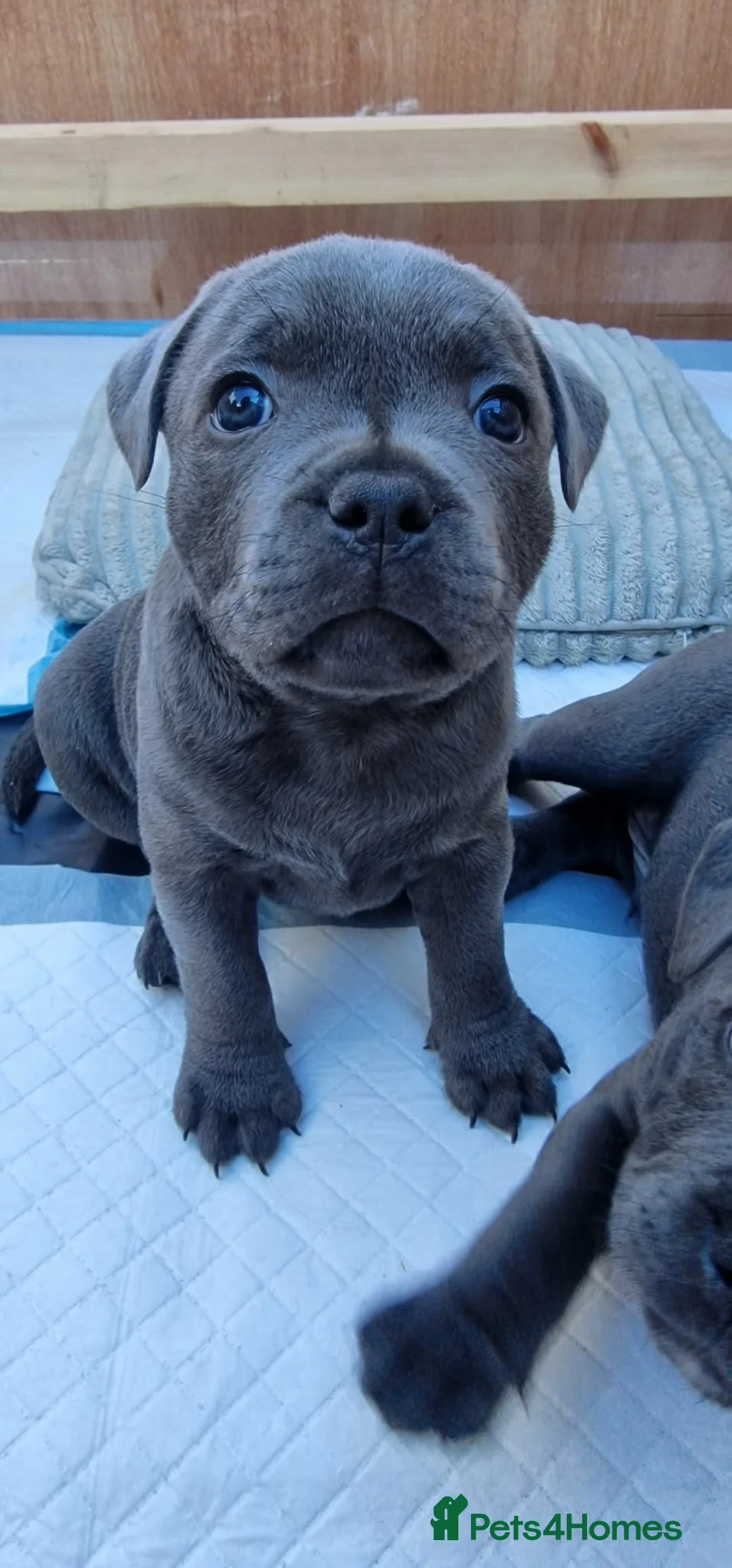 Staffordshire Bull Terrier dogs for sale: 2x KC Registered Champion Blue Staffie Puppies - Advert 4