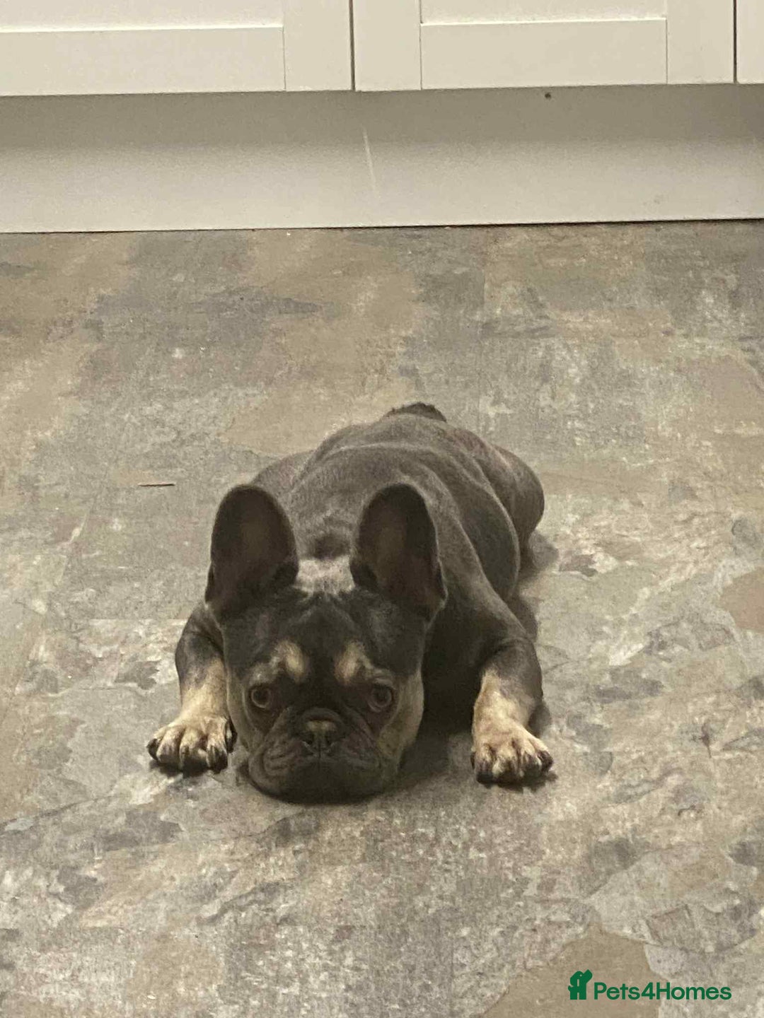 French Bulldog dogs for sale: French bulldog - Advert 2