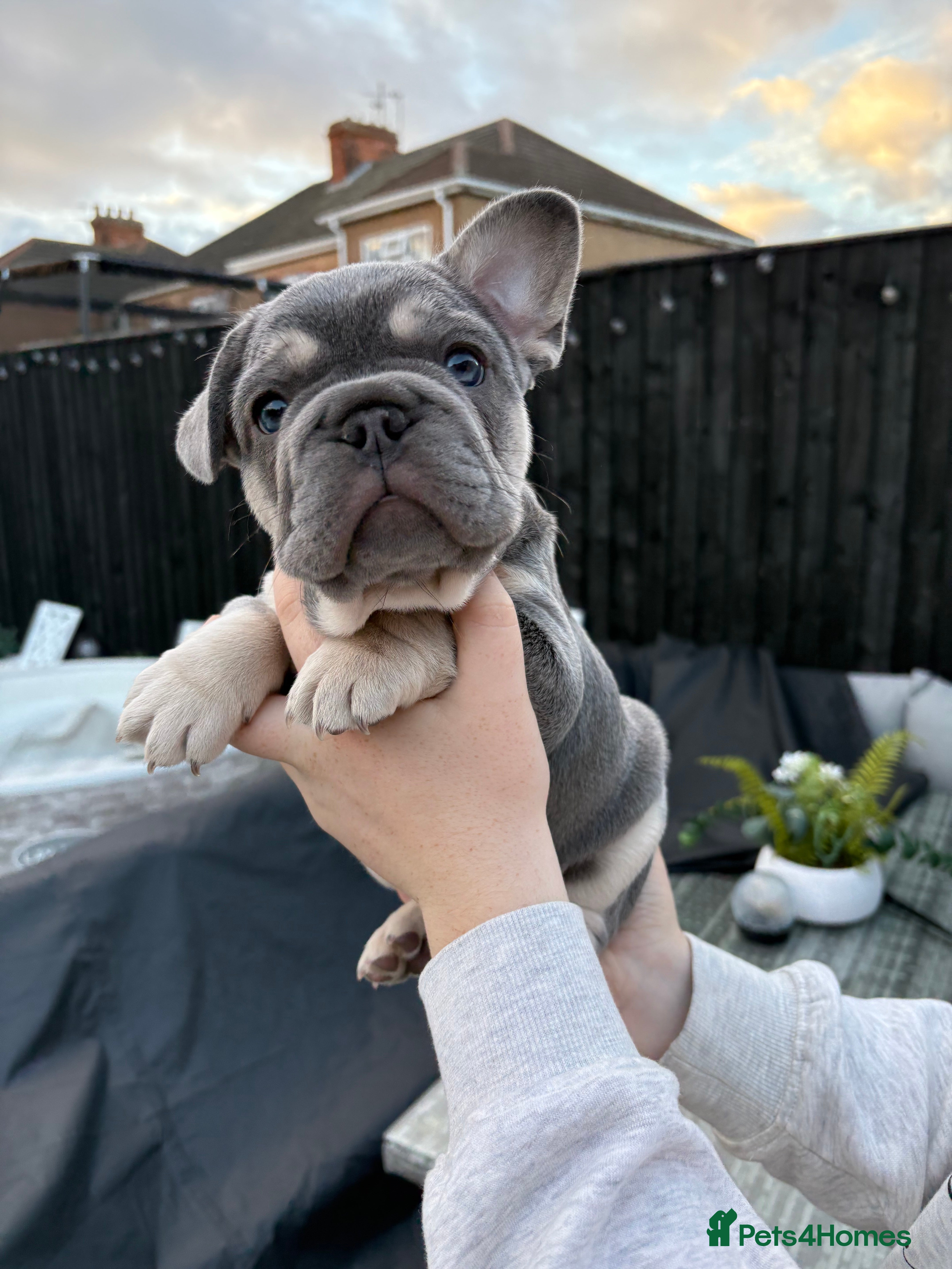 French Bulldog dogs French Bulldog female puppy - Lilac &amp; Tan  - Advert 18