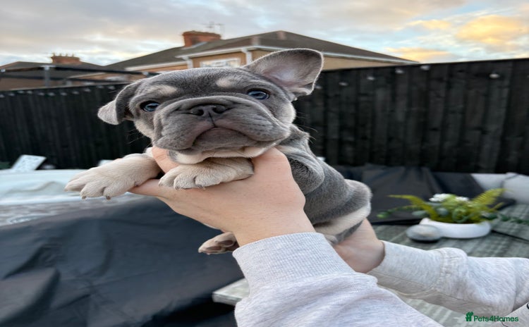 French Bulldog dogs - Advert 2