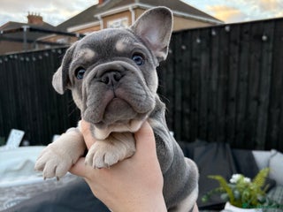 French Bulldog dogs - Advert 4