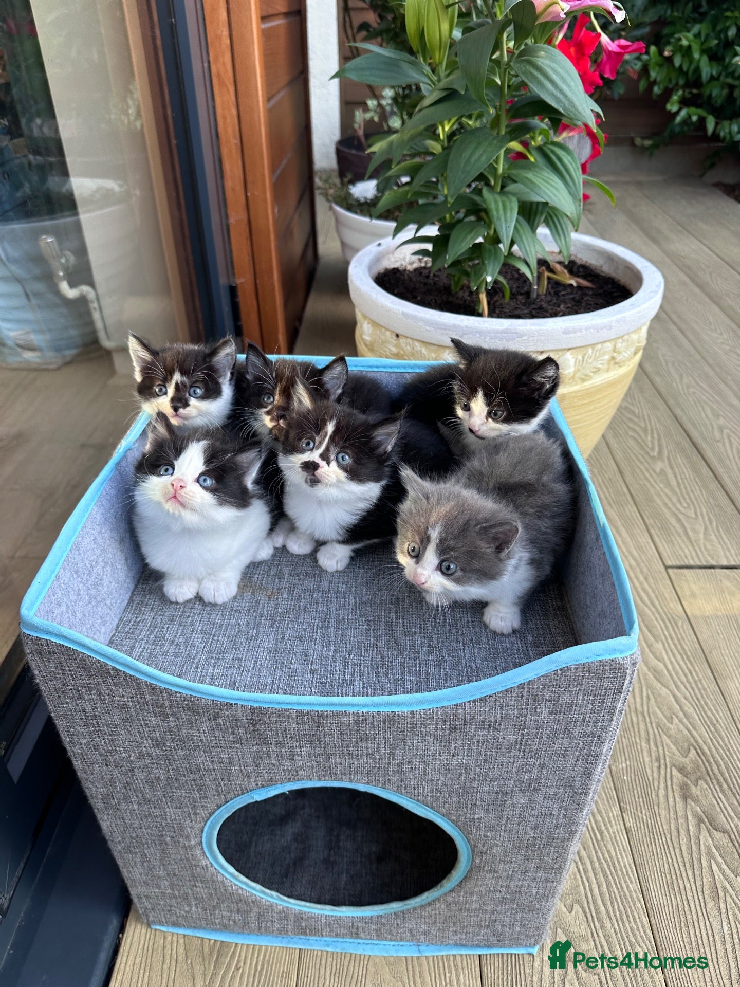 British Shorthair cats 4 Girls & 2 Boys Kittens Available - Advert 1