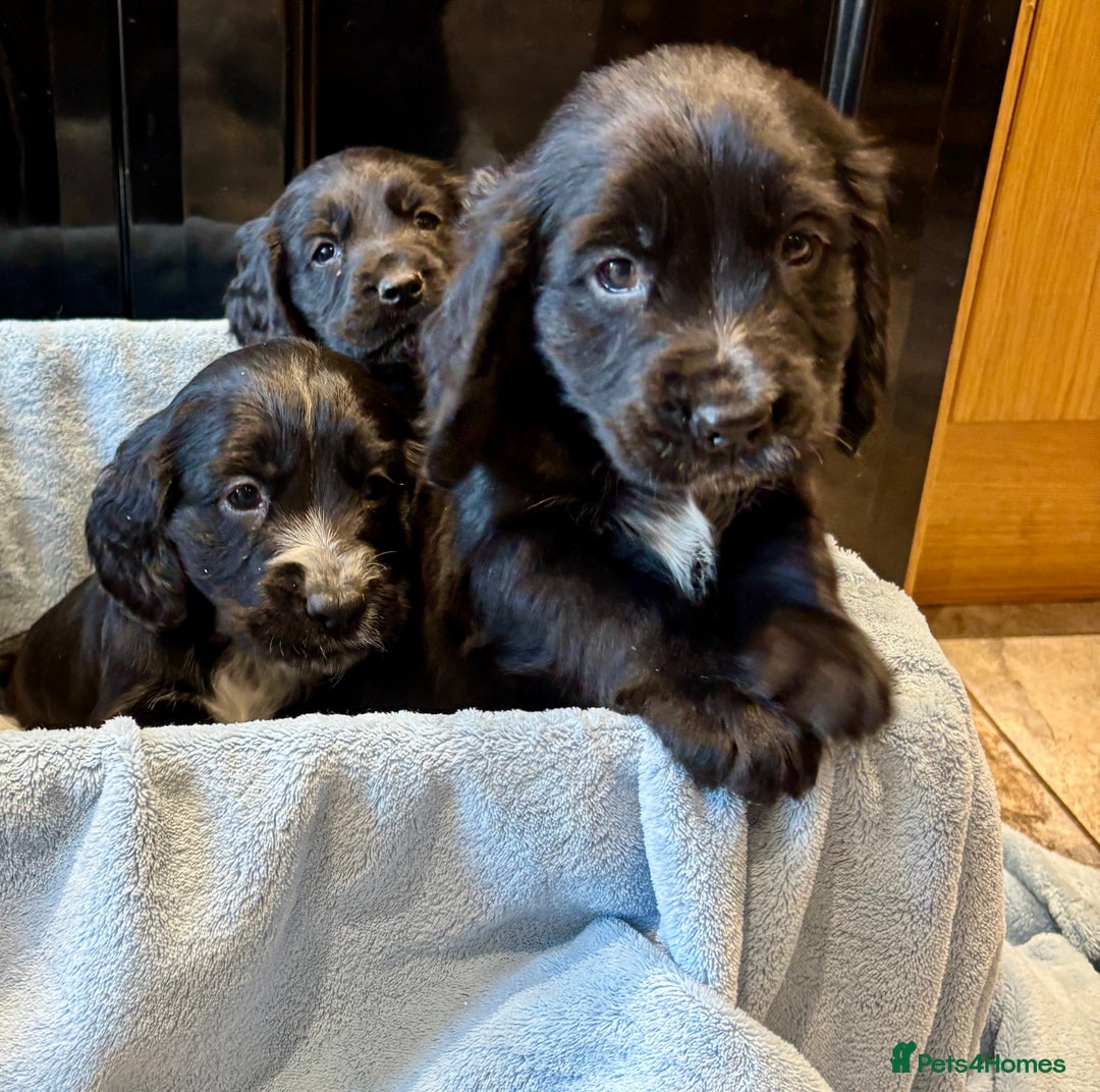 Cocker Spaniel dogs for sale: Gorgeous KC Cockers with blue roan features - Image 9