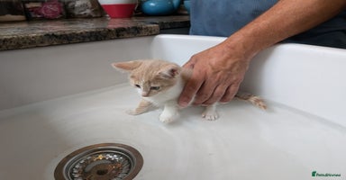 Mixed Breed cats - Advert 5
