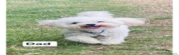 Toy Poodle dogs for sale: Tiny Asian Toy Poodle Puppies  - Advert 12