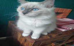Ragdoll cats for sale: Ragdoll Kittens for Sale - Image 17