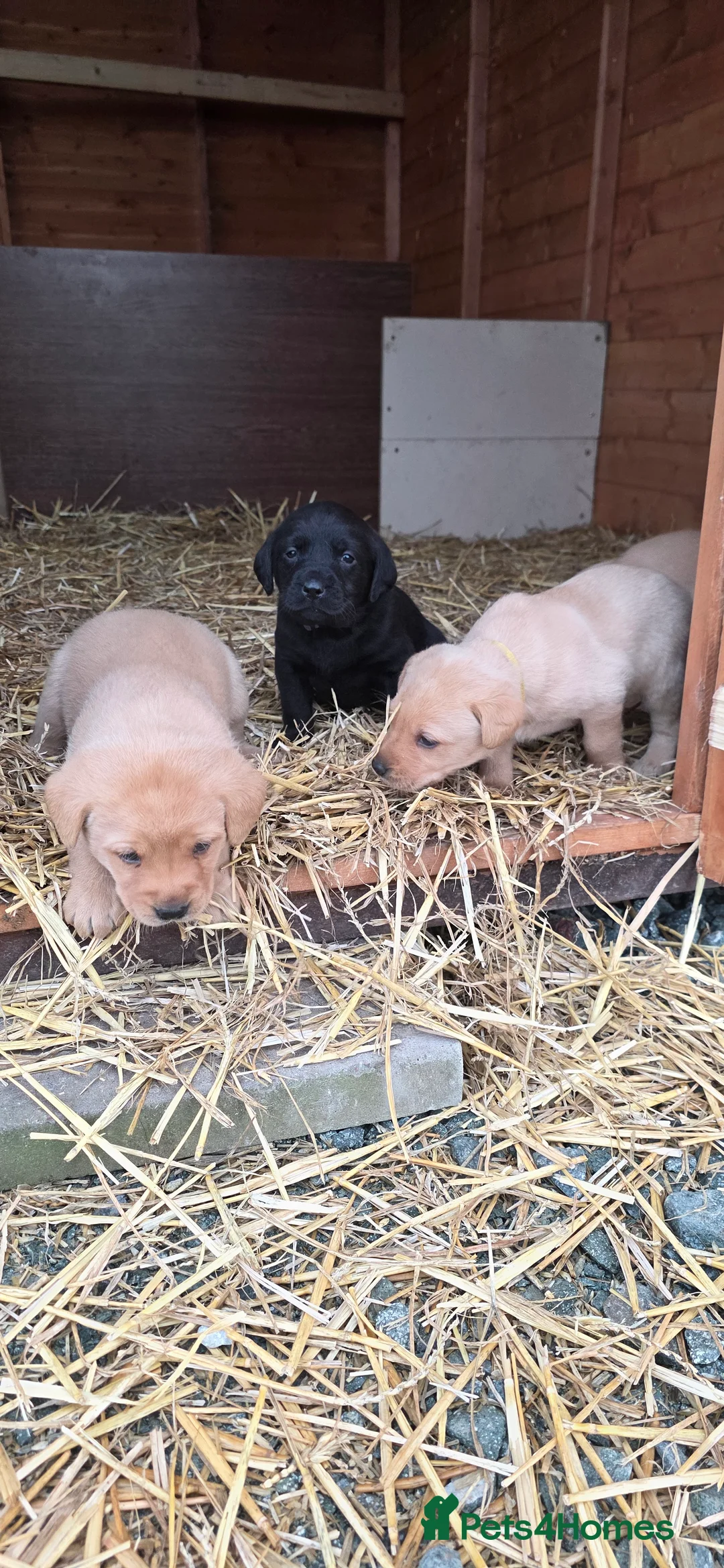 Labrador Retriever dogs for sale: Beautiful Labrador Retriever Puppies for Sale - Advert 26