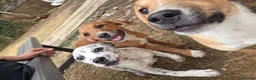 Mixed Breed dogs for sale: Lovely Pups for sale in Marlborough - Advert 11