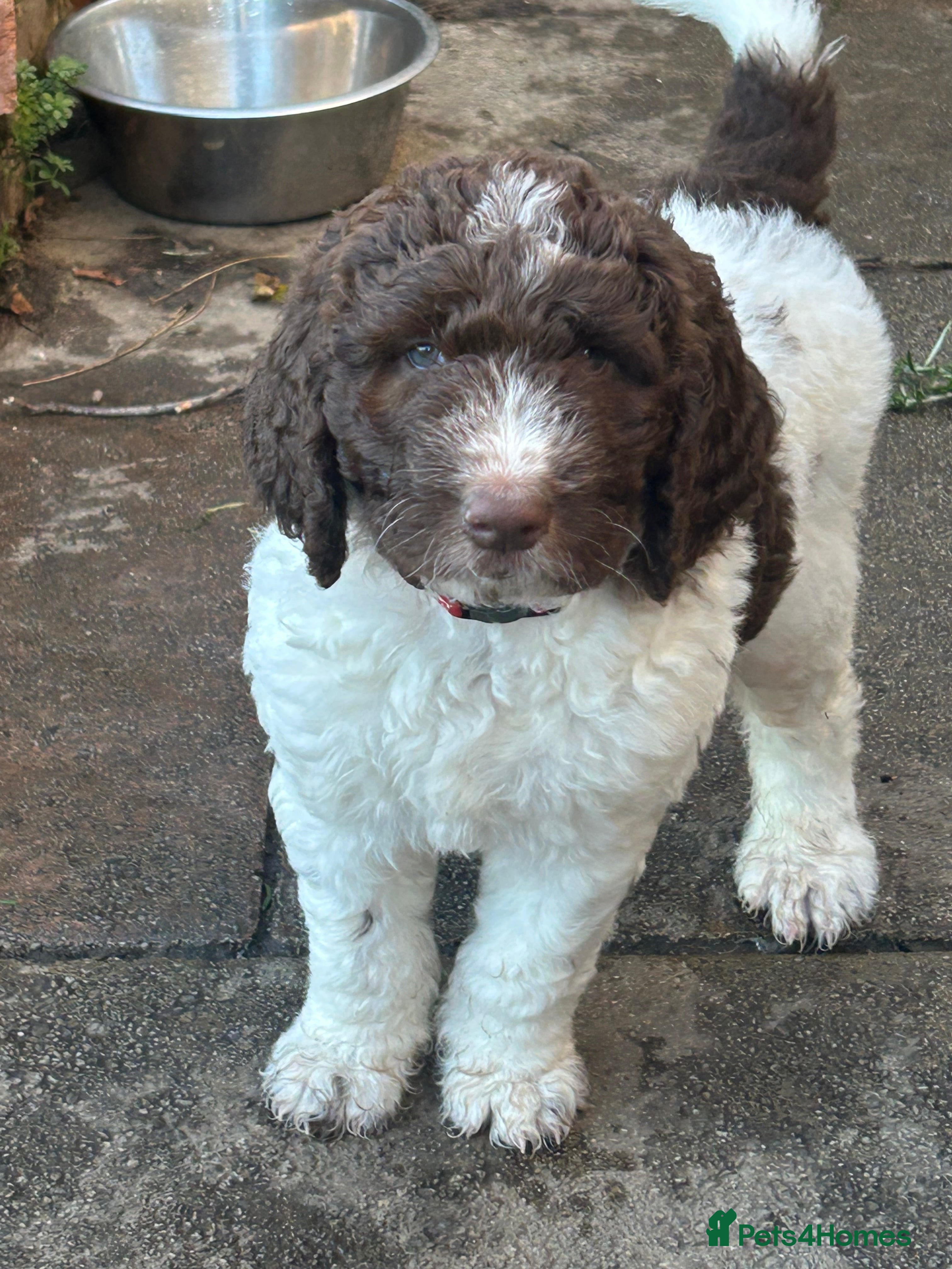 Newfypoo dogs F1B Parti Newfypoo  - Advert 4