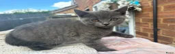 British Shorthair cats for sale: 2 female blue BSH  - Advert 3