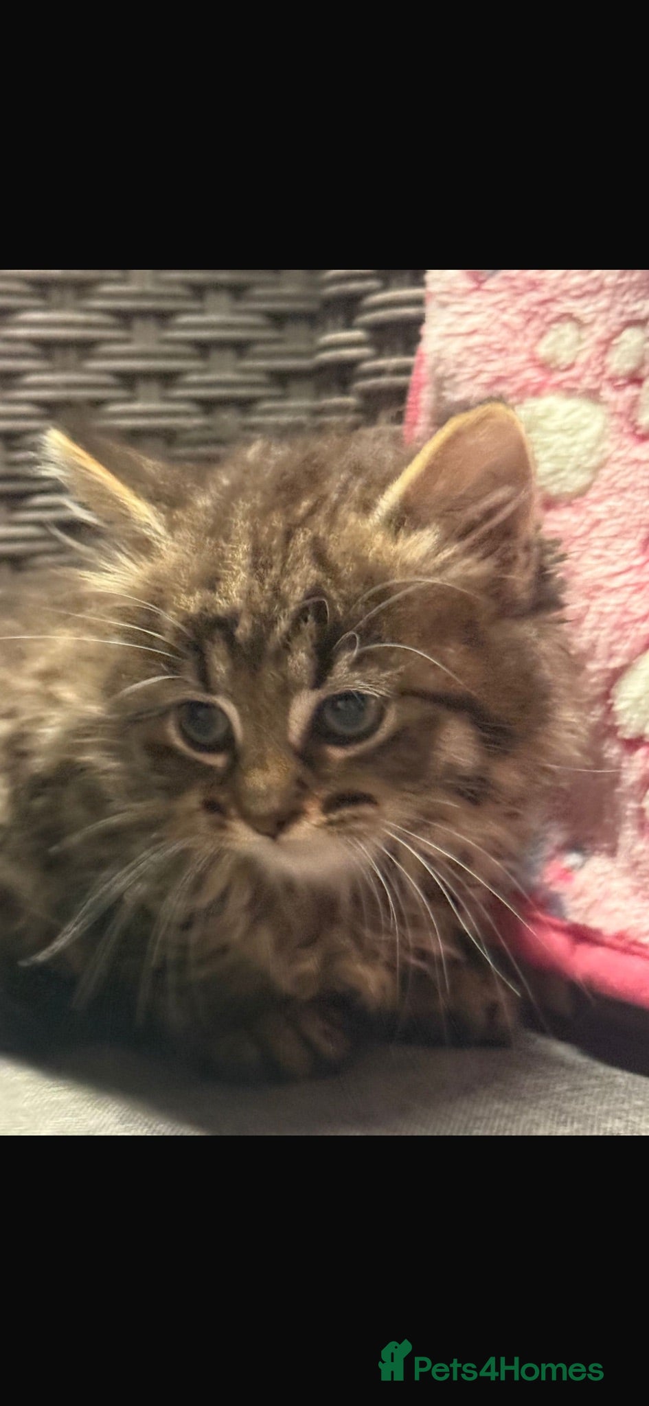 Mixed Breed cats Blue eyed fluffy babies  - Advert 1