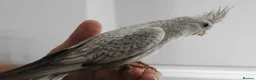 Cockatiels birds for sale: Hand Reared Cockatiels - Advert 5