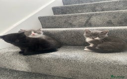 Himalayan cats for sale: Himalayan x Maine Coon Kittens – Ready Soon! - Image 11