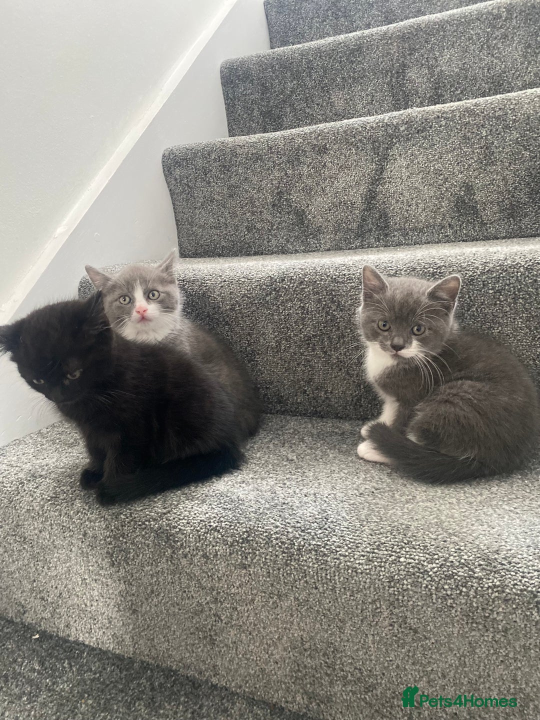 Himalayan cats for sale: Himalayan x Maine Coon Kittens – Ready Soon! - Image 11