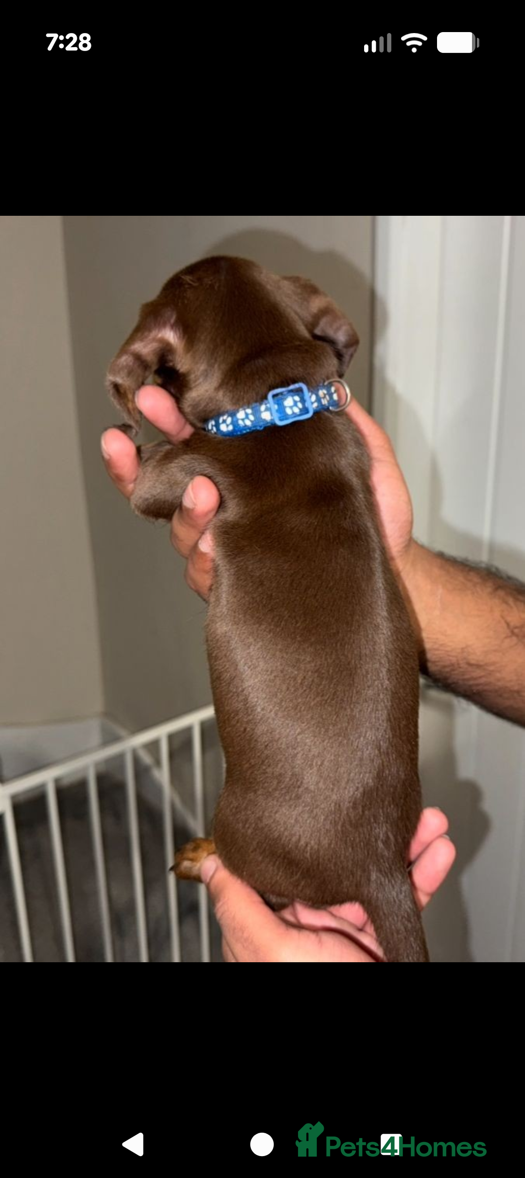 Dachshund dogs for sale: 9 weeks old minature dashund puppy - Advert 2