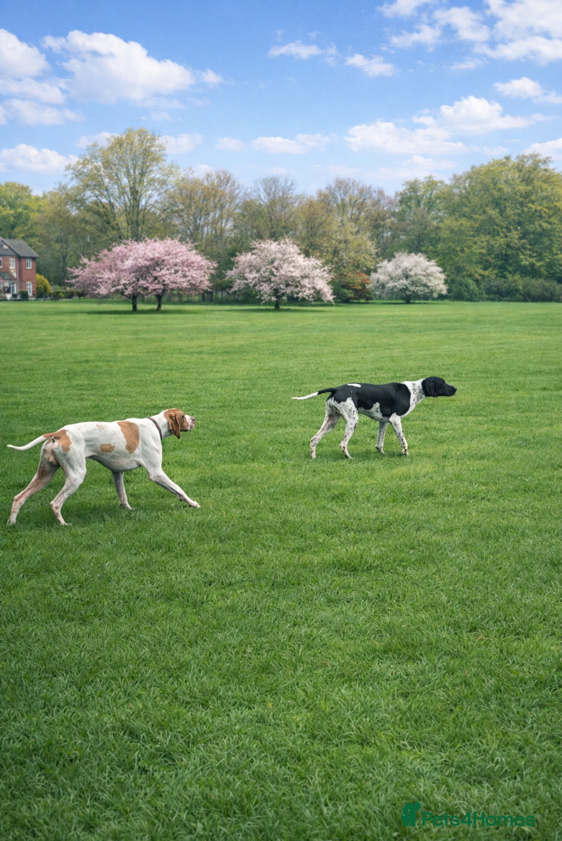 Pointer dogs English pointers - Advert 2