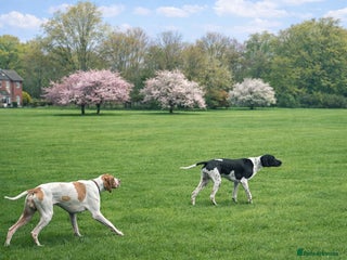 Pointer dogs English pointers - Advert 2