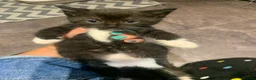 Mixed Breed cats for sale: 7 black & white kittens ready for forever homes!  - Advert 3
