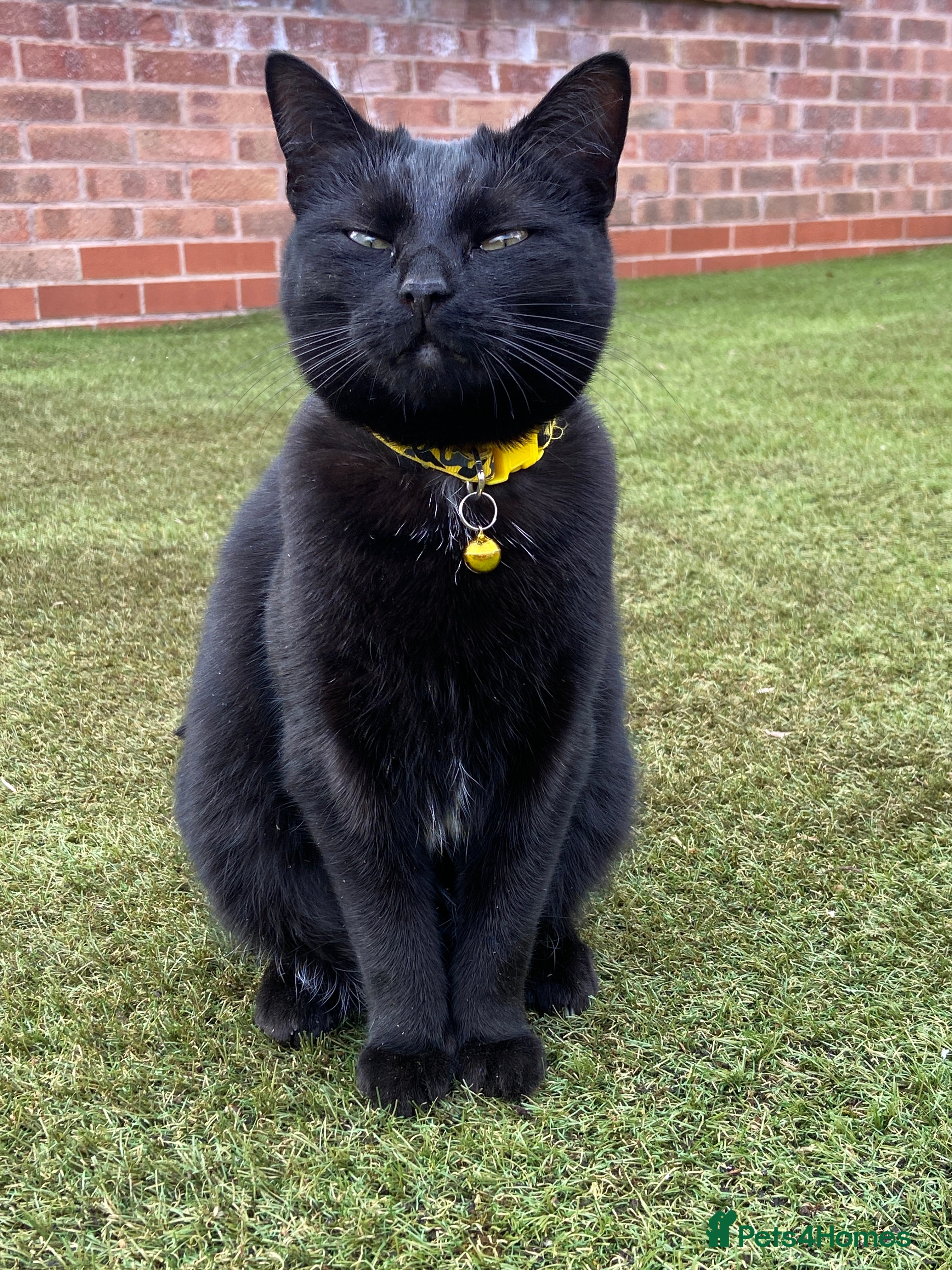 Mixed Breed cats POPPY - Advert 1