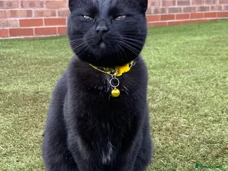 Mixed Breed cats POPPY - Advert 1