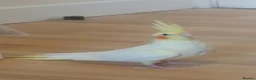 Cockatiels birds for sale: Adult Female Cockatiel - Advert 2