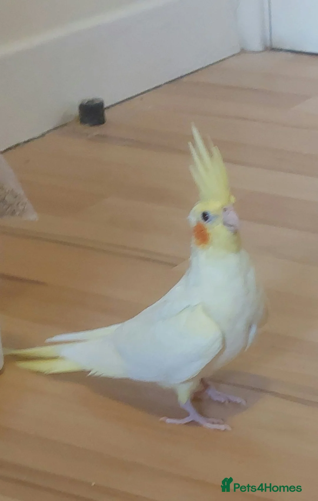 Cockatiels birds for sale: Adult Female Cockatiel - Advert 2
