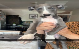 Whippet dogs for sale: Whippet pups  - Image 13