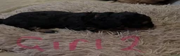 Lhasapoo dogs for sale: Beautiful Lhasapoo puppies  - Advert 3