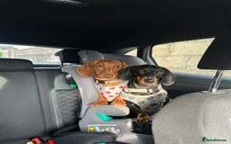 Miniature Dachshund dogs for sale: URGENT REHOME - Image 2