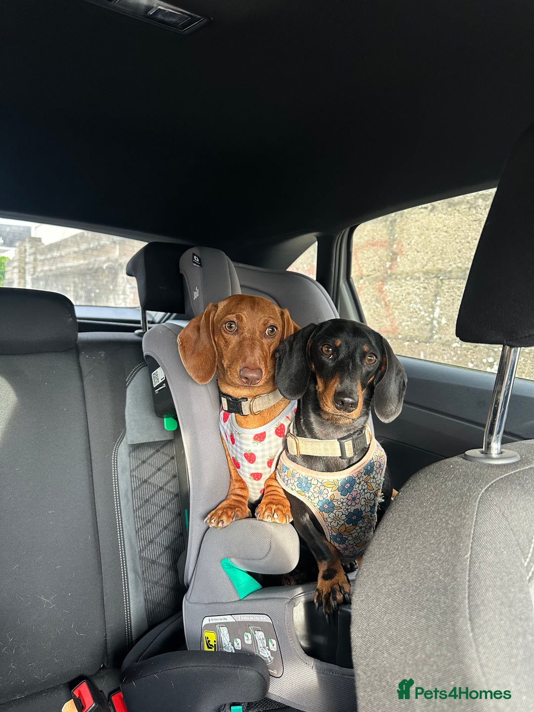Miniature Dachshund dogs for sale: URGENT REHOME - Image 2