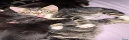 Mixed Breed cats for sale: Short haired mixed breed kittens  in Dorking - Advert 4