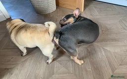 Pug dogs for stud: KC Reg Proven French Bulldog Lilac & Tan For Stud in Colchester - Image 5