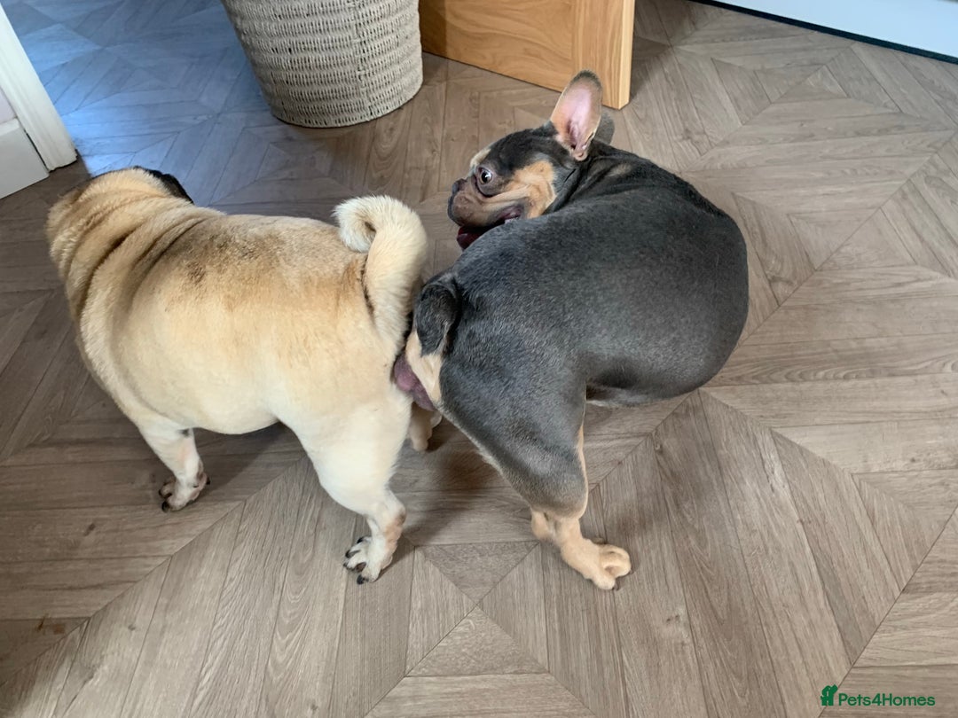 Pug dogs for stud: KC Reg Proven French Bulldog Lilac & Tan For Stud in Colchester - Image 5
