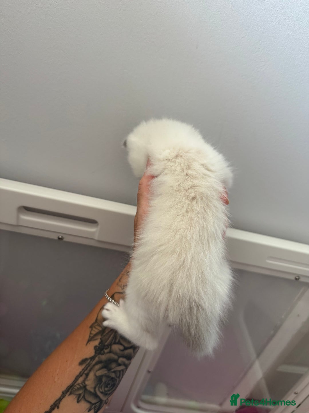Ragdoll cats for sale: Blue bi coloured ragdoll kittens for sale  - Image 6
