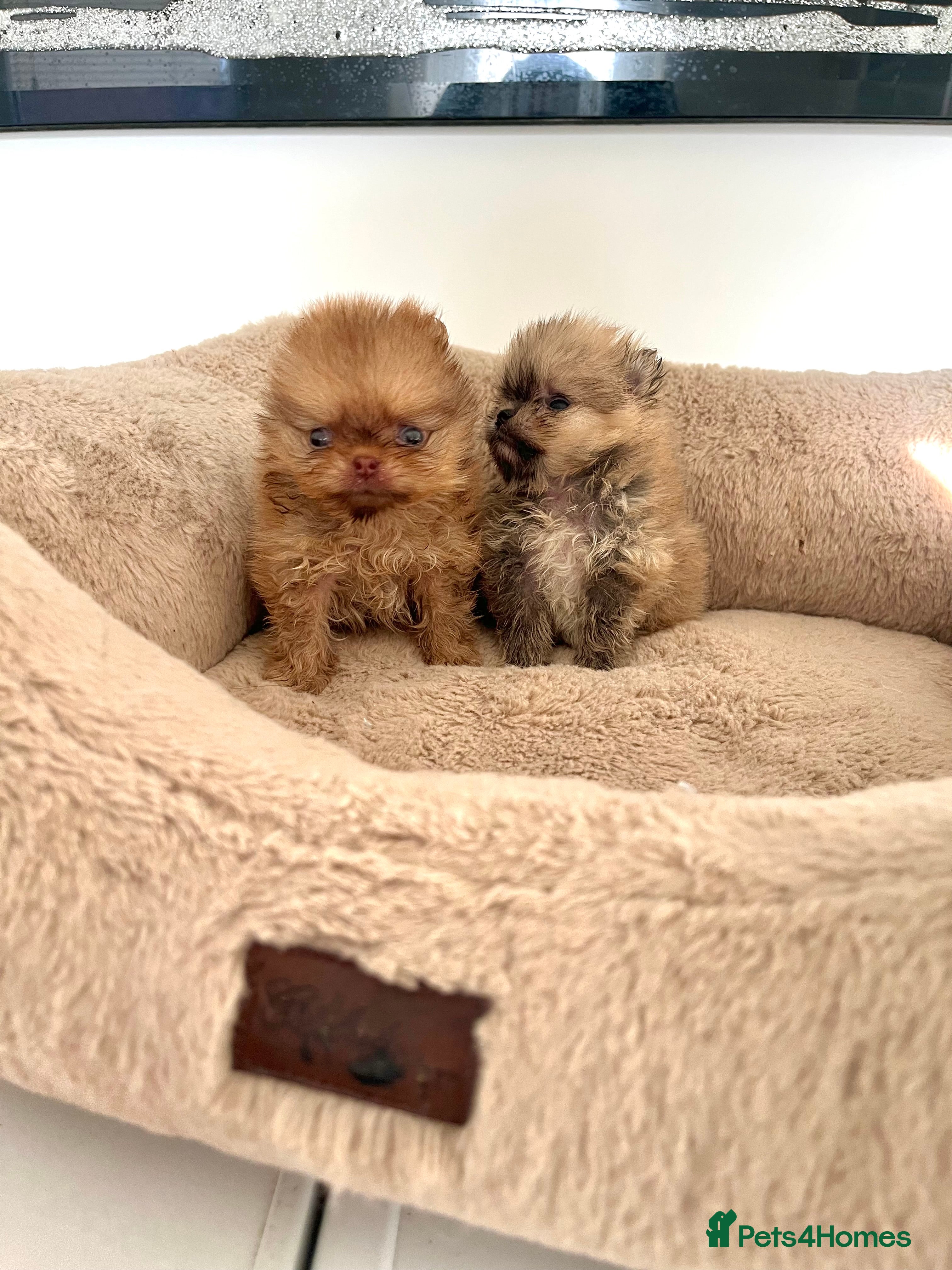 Pomeranian dogs Blue-Eyed💎🐻Quality🏆Rare Beauty  - Advert 2