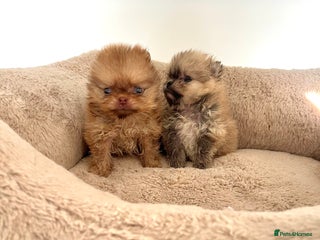 Pomeranian dogs Blue-Eyed💎🐻Quality🏆Rare Beauty - Advert 12