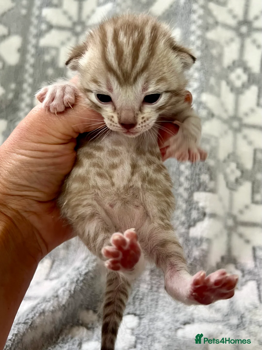 Bengal cats for sale: Top Pedigree Bengal Kittens - Advert 19