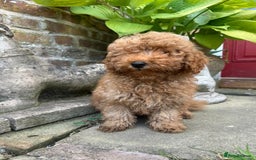 Toy Poodle dogs for sale: Top Quality KC Reg Red/Apricot Toy Poodles - Image 6