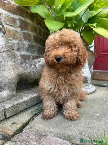 Toy Poodle dogs - Advert 4