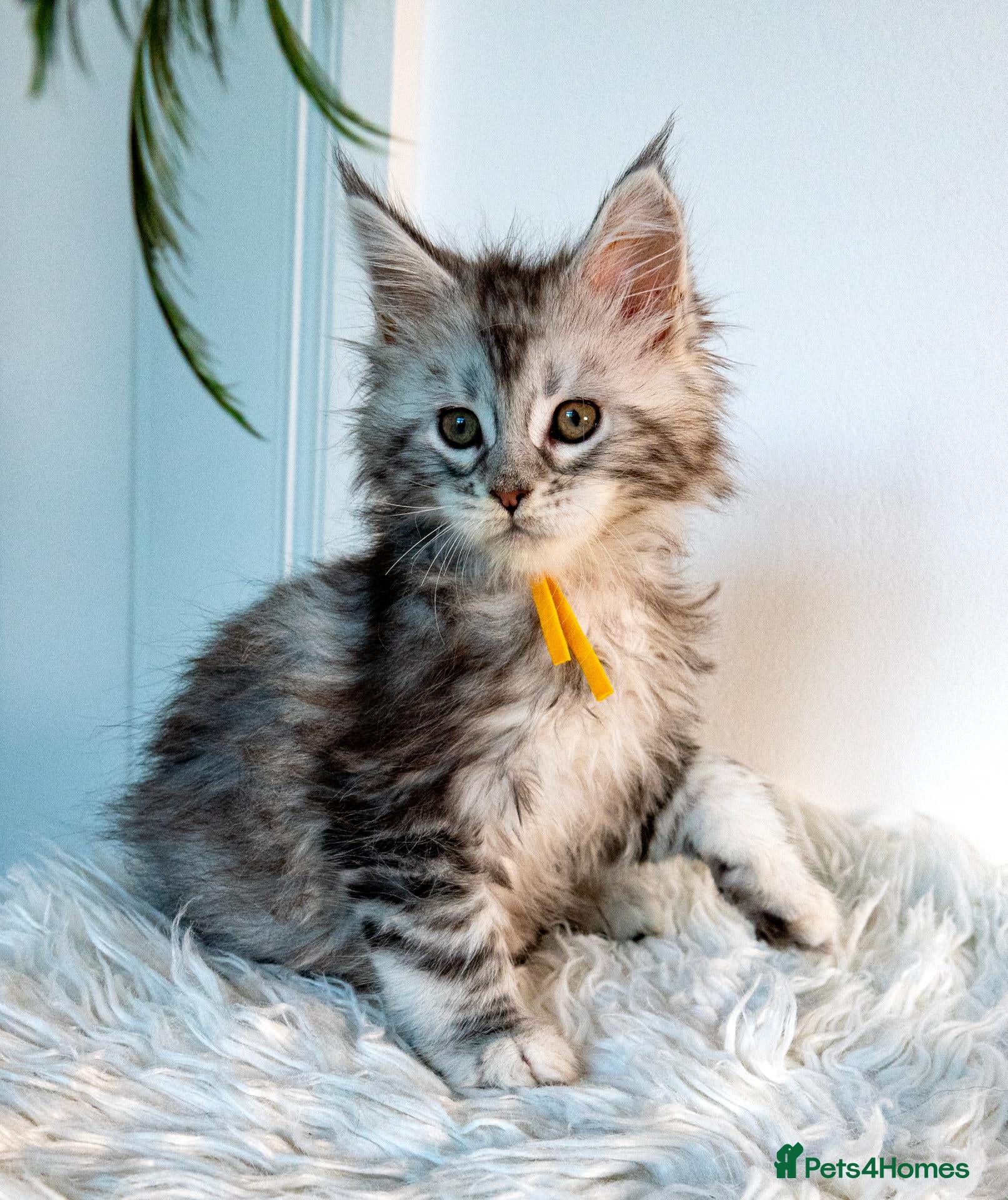 Maine Coon cats 💚Stunning XL TICA-registered Maine Coon Kittens  - Advert 1