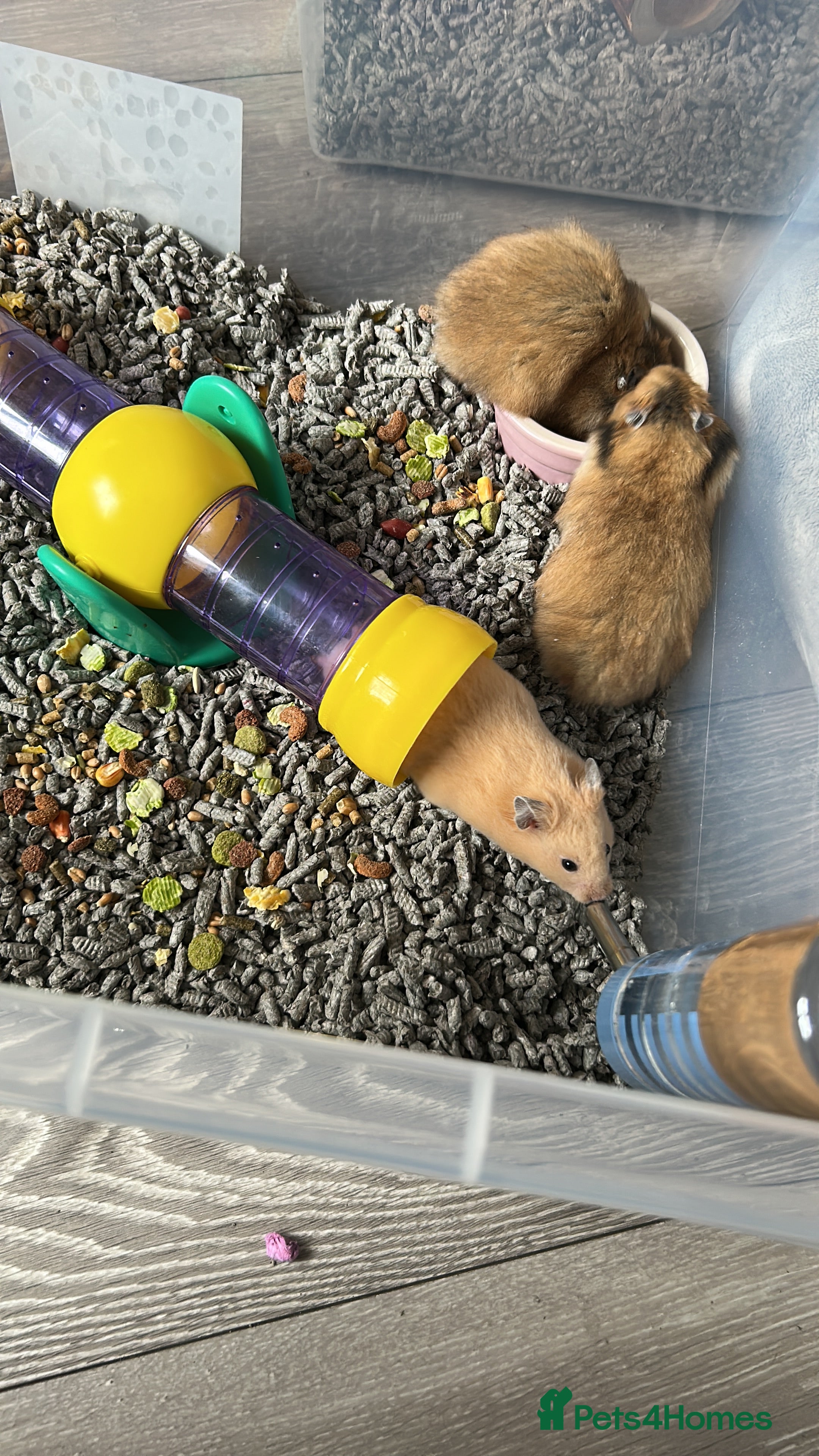 Hamster rodents Mixed males & female baby Syrian hamsters  - Advert 1