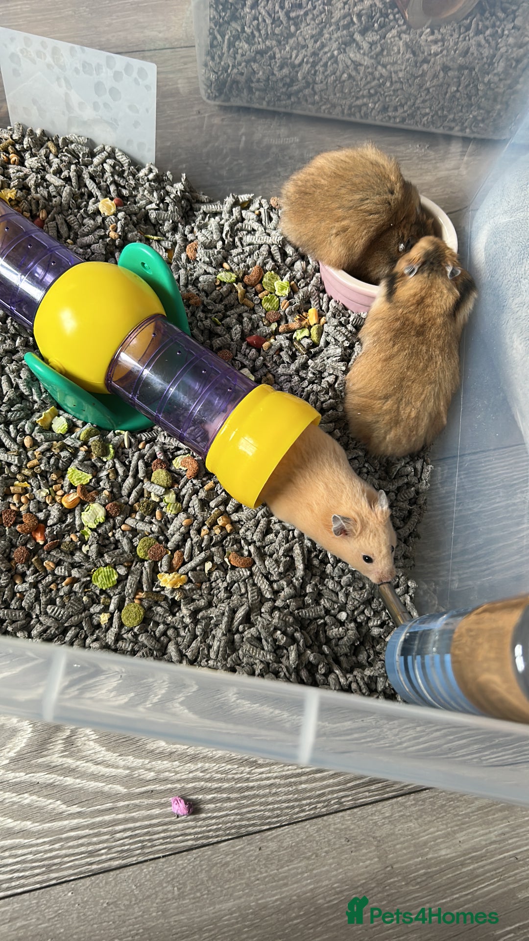 Hamster rodents for sale: Mixed males & female baby Syrian hamsters  - Advert 2