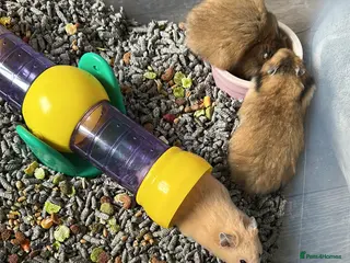 Hamster rodents Mixed males & female baby Syrian hamsters - Advert 15