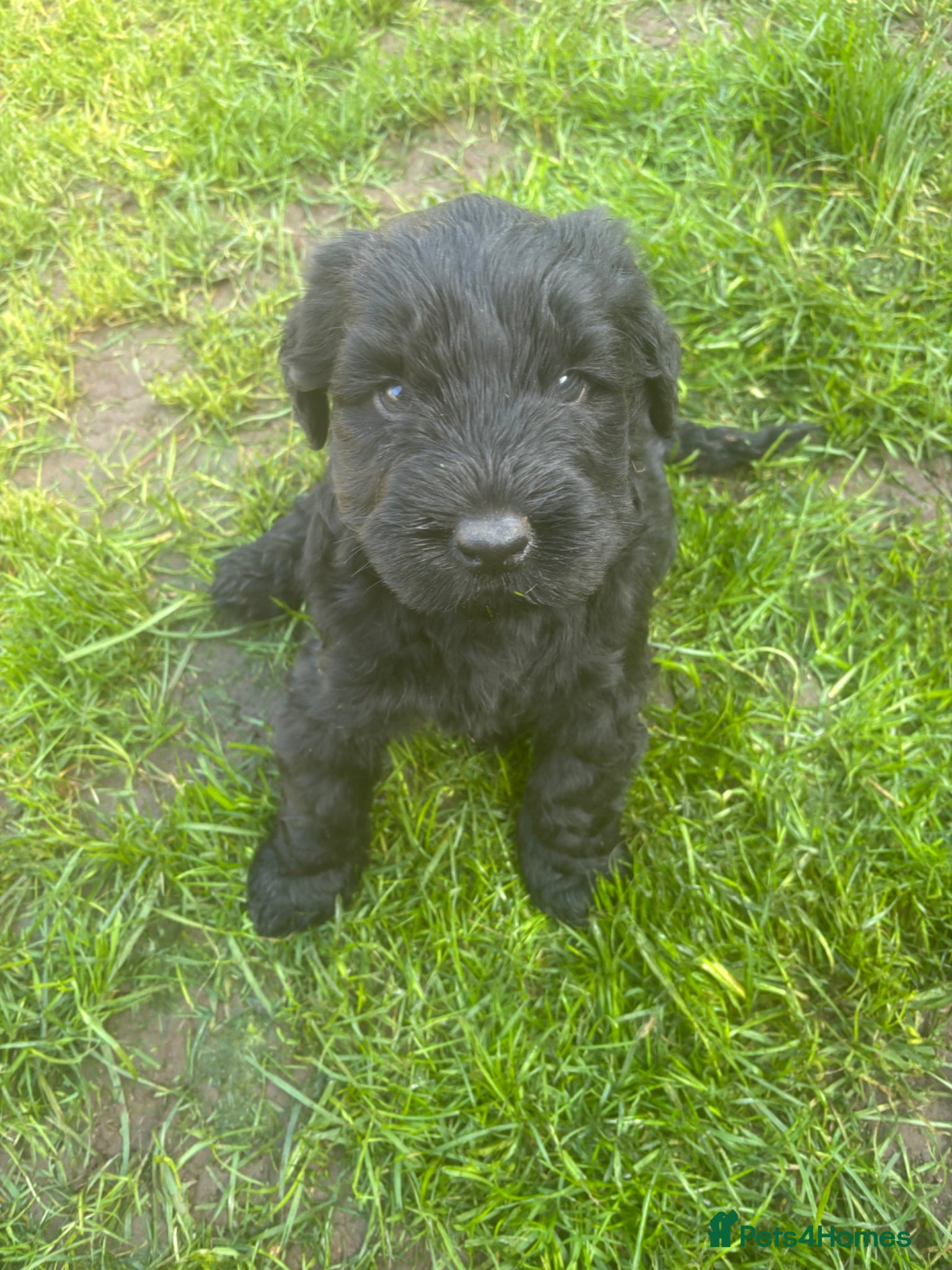 Giant Schnauzer dogs KC Giant Schnauzer Puppies - Advert 1