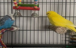 Budgerigars birds for sale: Beautiful champion blood budgie  - Image 4