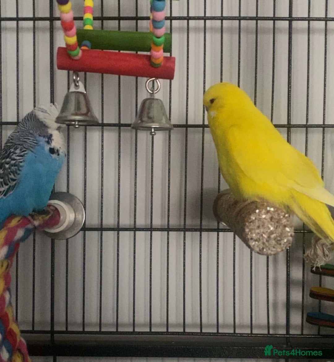 Budgerigars birds for sale: Beautiful champion blood budgie  - Image 4